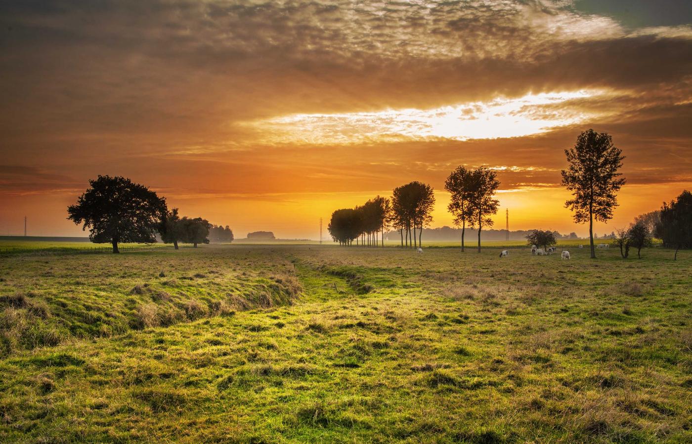 Portretul Elenei Dumitru